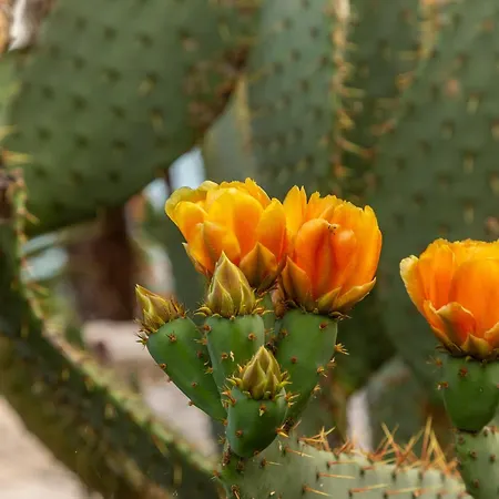 Bellavista Ii Portoroz