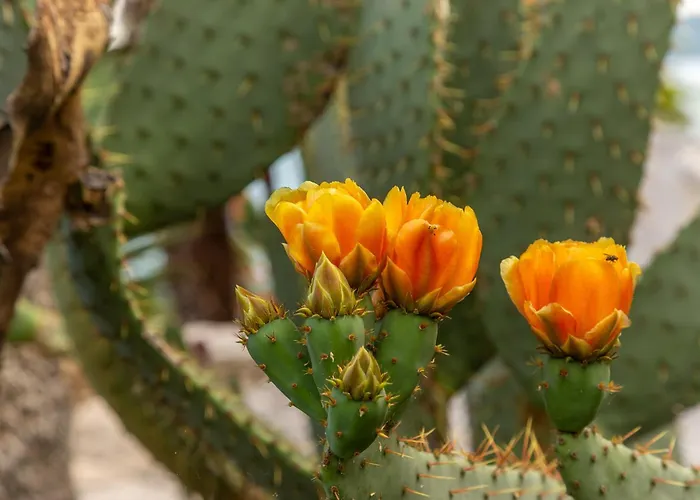 Bellavista Ii 波尔托罗